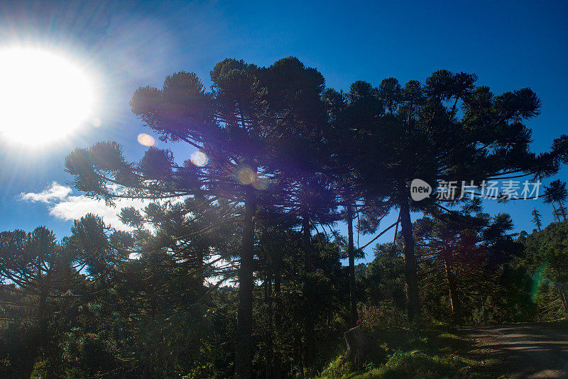 Urubici, Santa Catarina，巴西- araucarias，田野和山脉